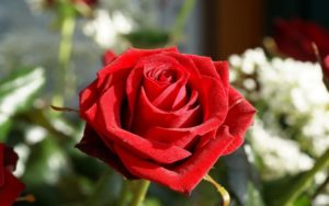 Как выбрать свежие красные розы?