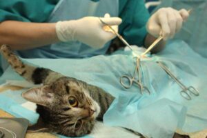 Как кошки переносят стерилизацию