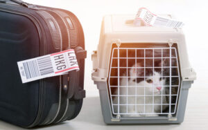 Перевозка кошек в самолете по России