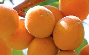Как выращивать абрикосы: выбираем саженцы