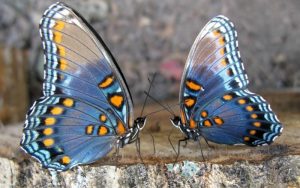 Бабочкарий: отличный подарок для любителей насекомых