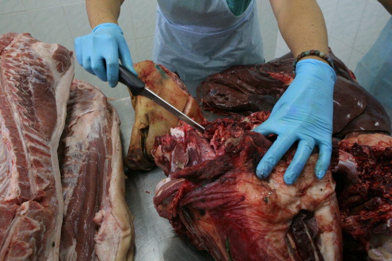 Полтонны зараженного мяса увезли цыгане. Что известно о сибирской язве в Чувашии