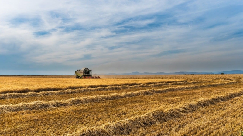 Onet: техническое зерно с Украины стало предметом мошенничества в Польше