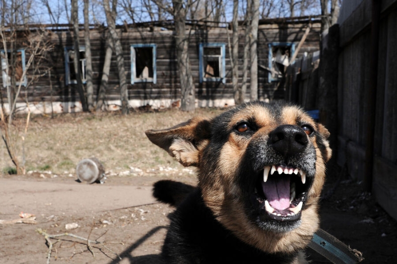 В России предложили штрафовать на 200 тысяч рублей хозяев за укусы собак