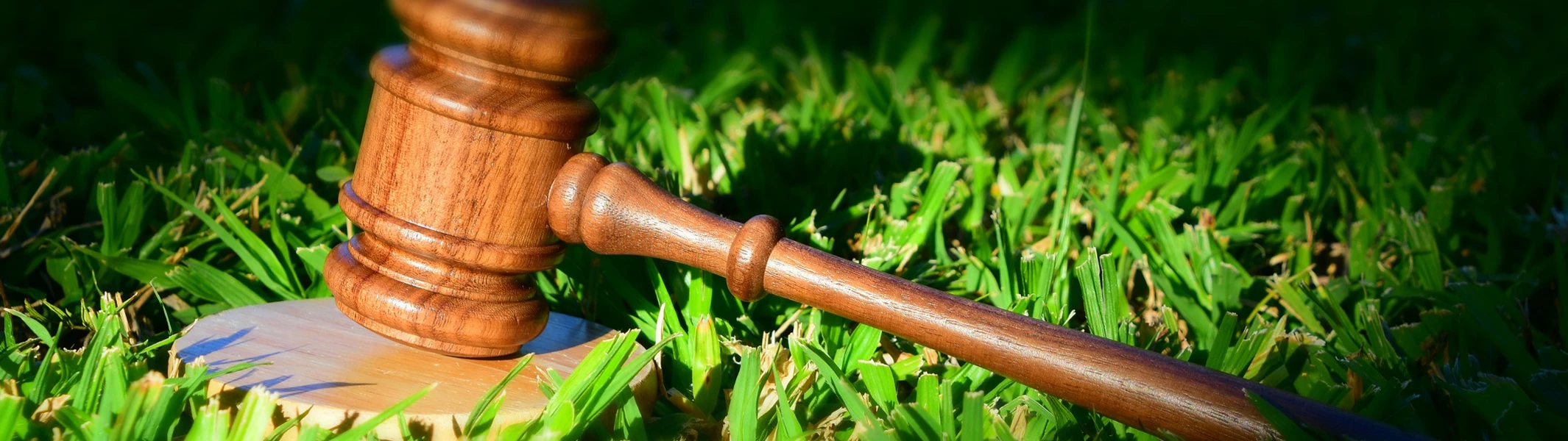 Экологические Услуги в Санкт-Петербурге: Забота о Городе и Природе